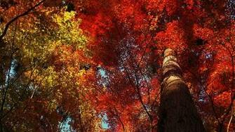 Red And Yellow Wallpaper HD