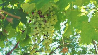 Green Wallpaper Grapes Image