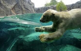Icebear Underwater HD Wallpaper Animals