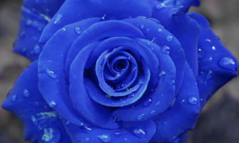 Rose Ci1o5fvjmmfetwzc Wallpaper