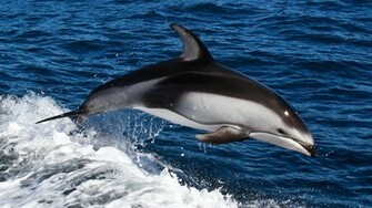 HD Dolphins Wallpaper With A Dolphin Jumping
