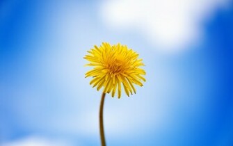 Dandelion Wallpaper