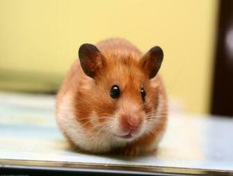The Hamster Computer Wallpaper Pictures For Pc