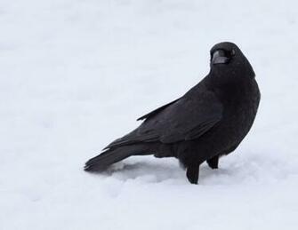 Crow Sky HD Wallpaper