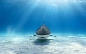 Bull Shark Wallpaper Image Group