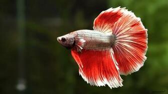 S Favourites Nobody Animals Fishes