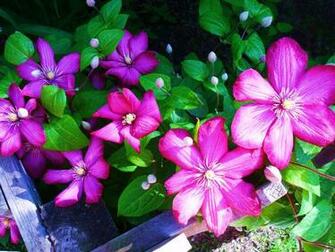 Clematis Wallpaper X Net