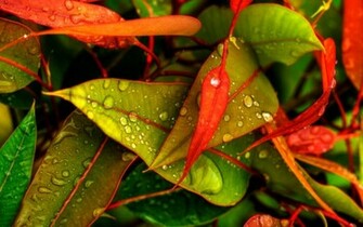 Heavy Rain Desktop HD Wallpaper