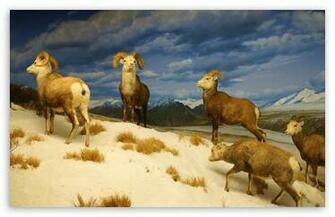 Los Angeles Natural History Museum HD Wallpaper For Standard