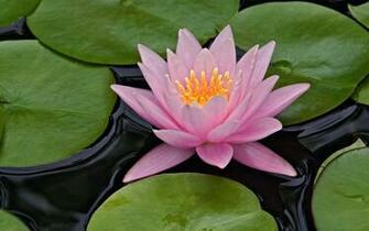 Lotus Flower Desktop Pc And Mac Wallpaper