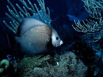 HD Wallpaper Scuba Dawallpaperz