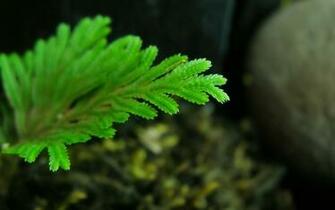 Plants Macro Photography Wallpaper