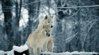 Maybe The Wolf Is In Love With Moon Or Throw Me To Wolves