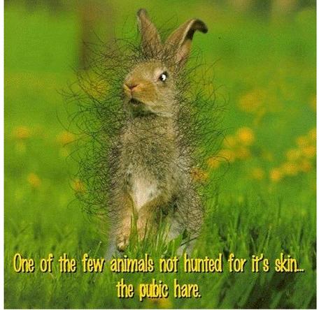 It S HD Animals Funny Wallpaper Clean Stuff