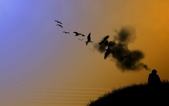 Birds Silhouette Thinking Flat Wallpaper