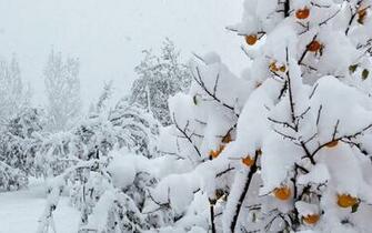 Snow Covered Fruit Tree Wallpaper And Image Pictures
