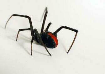 Black Widow Spider Wallpaper