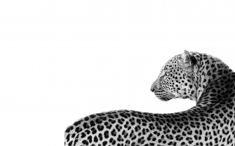 Leopard Macbook Wallpaper I