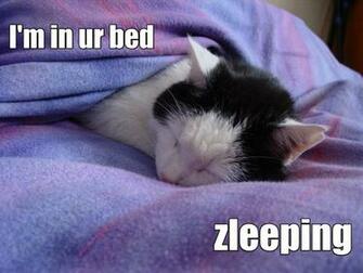 File Lolcat Jpg