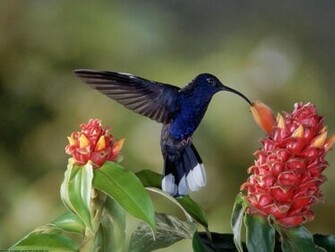 Hummingbird HD Wallpaper Pictures Image Background Photos