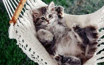 Chilling Cat Full HD Desktop Wallpaper 1080p