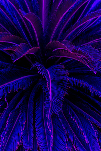 Purple Tree Wallpaper