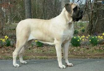 Flowers Yellow English Mastiff Dogs Wallpaper