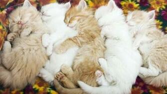 Lolcats Wallpaper