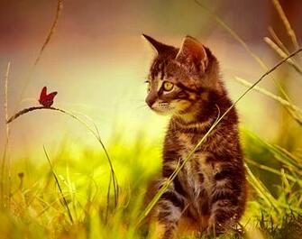 Cat And Butterfly Wallpaper