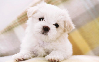 Cute Puppy HD Image Wallpaper