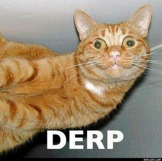 Derpy Cat Roflcat Funny Pictures