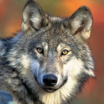 Gray Wolf Wallpaper For iPad And Galaxy Tab Tablet