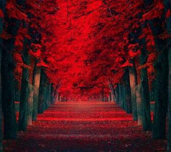 Red Nature Wallpaper Mobilclub Mobi