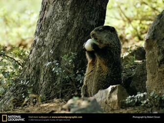 Woodchuck Picture Desktop Wallpaper