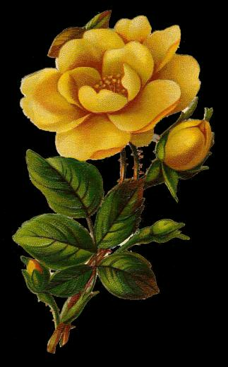 Leaping Frog Designs Vintage Yellow Rose Png Image