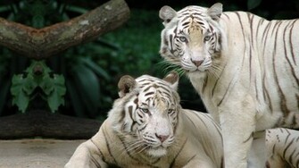 White Tiger Inspiration Photos