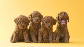 Cute Dogs Wallpaper