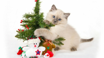 Funny Cats And Small Christmas Tree Wallpaper Desktop With