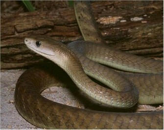 Black Mamba Snakes Food And Hunting Mambas