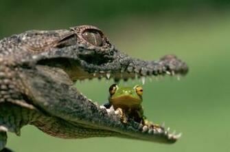 Amphibians Wallpaper Animals Frogs HD Desktop