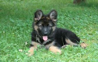 German Shepherd Puppies Wallpaper HD Background Hivewallpaper