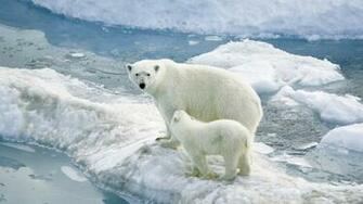 Polar Bear Wallpaper HD Desktop Wallapers High