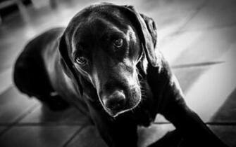 Wallpaper Labrador Black And White My HD