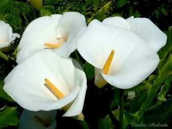 Best White Flower Wallpaper Nature