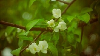 Green Apple Blossom Wallpaper Background Pictures And Image