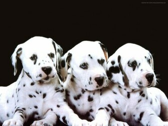 Dalmatians Wallpaper