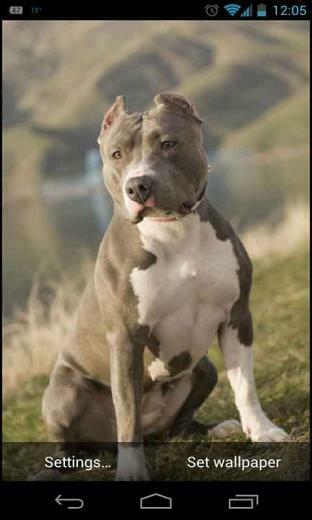 Nose Pitbull Dog Live Wallpaper Is A Photo Slide Transition