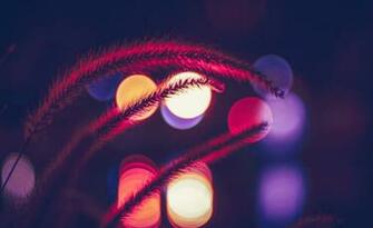 Red Feather Grass Lights Bokeh Blurry HD Wallpaper