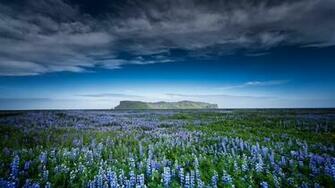 Nature Mountains Field Flowers X Close