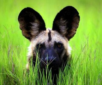 African Wild Dog Puppies 4k UHD Wide Desktop Wallpaper